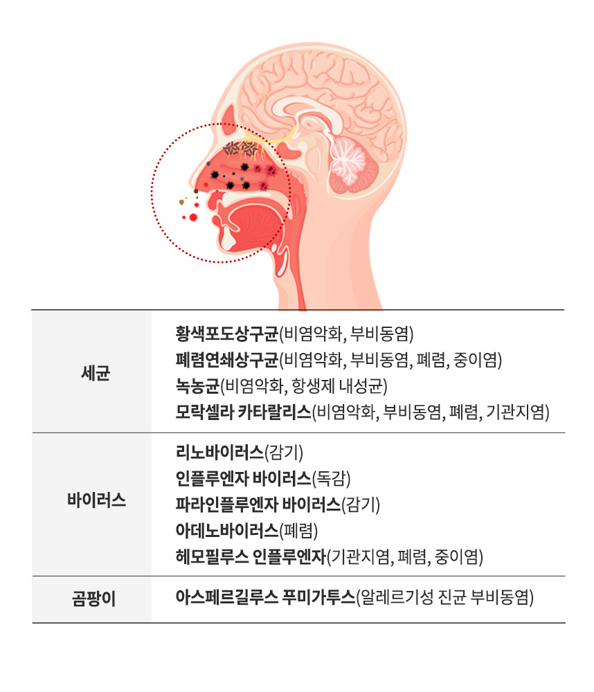 세균, 바이러스, 곰팡이 종류