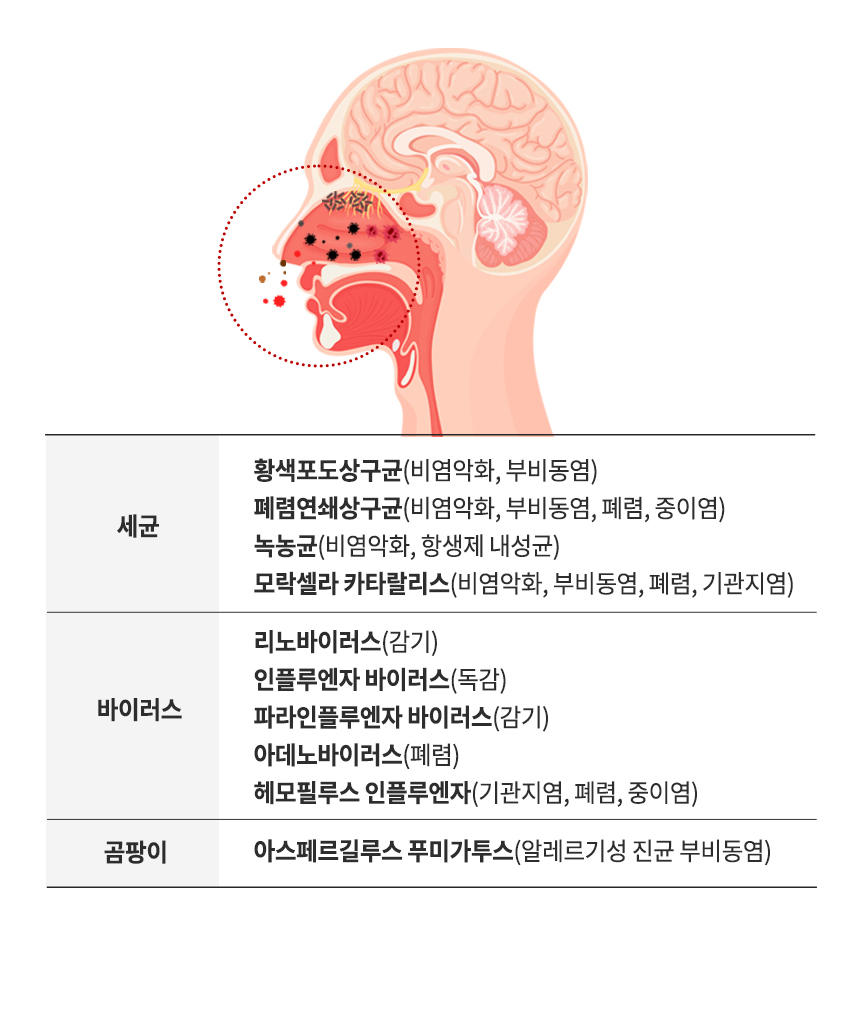 세균, 바이러스, 곰팡이 종류