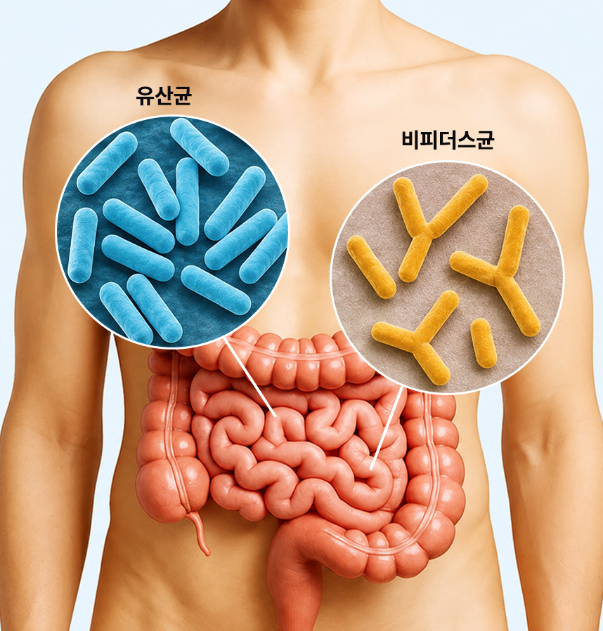 건강한 대장에 살고 있는 유익균들