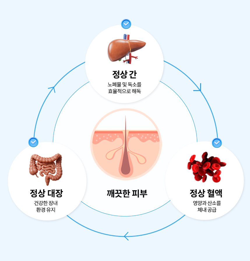 정상피부의 형성과정