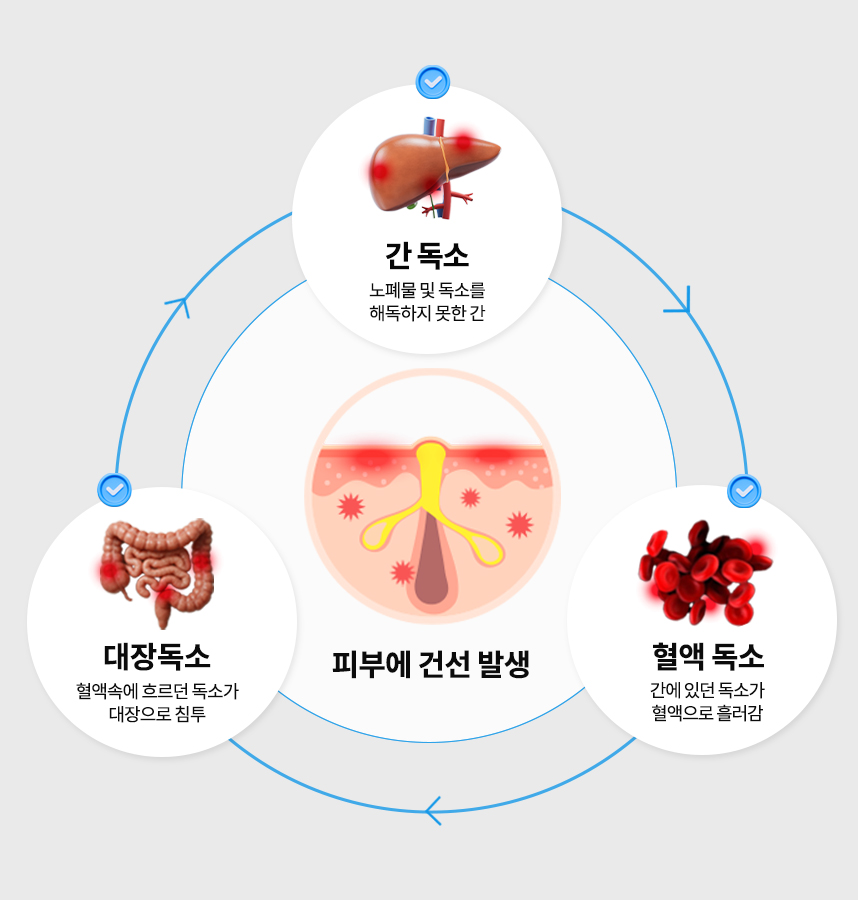 건선 피부의 발생과정